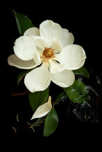 Load image into Gallery viewer, Custom Frame Magnolia No. 1, 2020