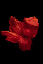 Load image into Gallery viewer, Custom Frame Canna No.1, 2020