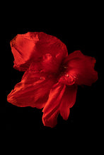 Load image into Gallery viewer, Custom Frame Canna No. 2, 2020