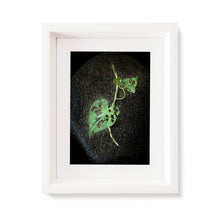 Load image into Gallery viewer, Custom Frame Honeyvine Milkweed No. 1, 2020