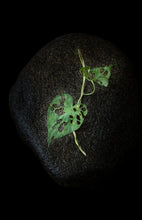 Load image into Gallery viewer, Custom Frame Honeyvine Milkweed No. 1, 2020