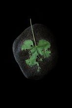 Load image into Gallery viewer, Custom Frame Honeyvine Milkweed No. 3, 2020