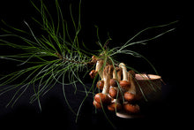 Load image into Gallery viewer, Custom Frame Pine and Chestnut Mushroom, 2020