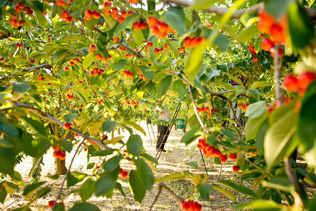 Cherry Harvest, Provence, France, 2016