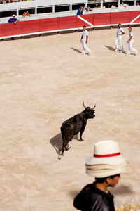 Course Camarguaise, Arles, France, 2008