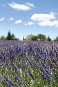 Custom Frame Lavender Field, Provence, France, 2008