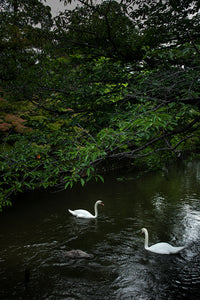 Swans, Kurashiki, Japan, 2019