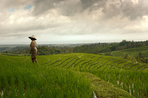 Days End at the Rice Terrace, Bali, Indonesia, 2013