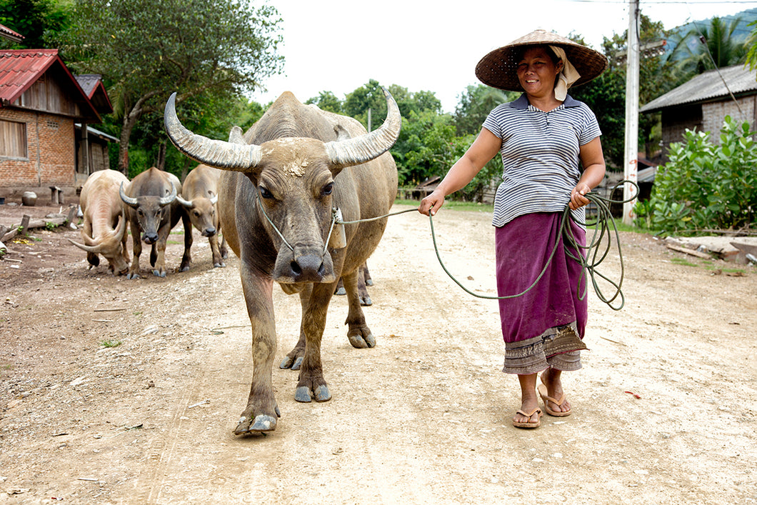 Farmer and her Water Buffalos, Luang Prabang, Laos, 2013