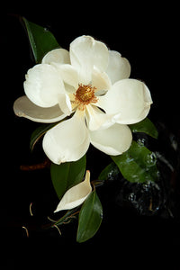 Custom Frame Magnolia No. 1, 2020