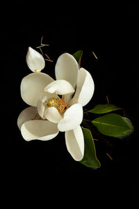 Custom Frame Magnolia No. 2, 2020