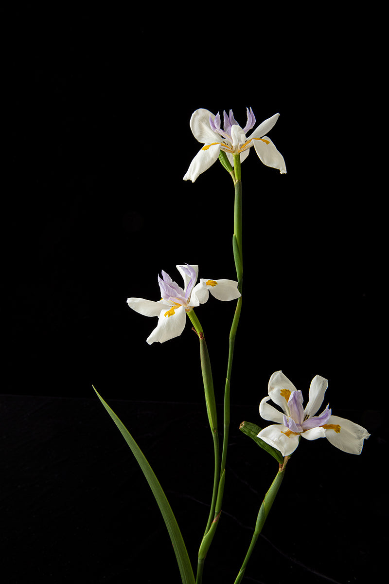 Butterfly Iris No. 1, 2020  Chia Chong
