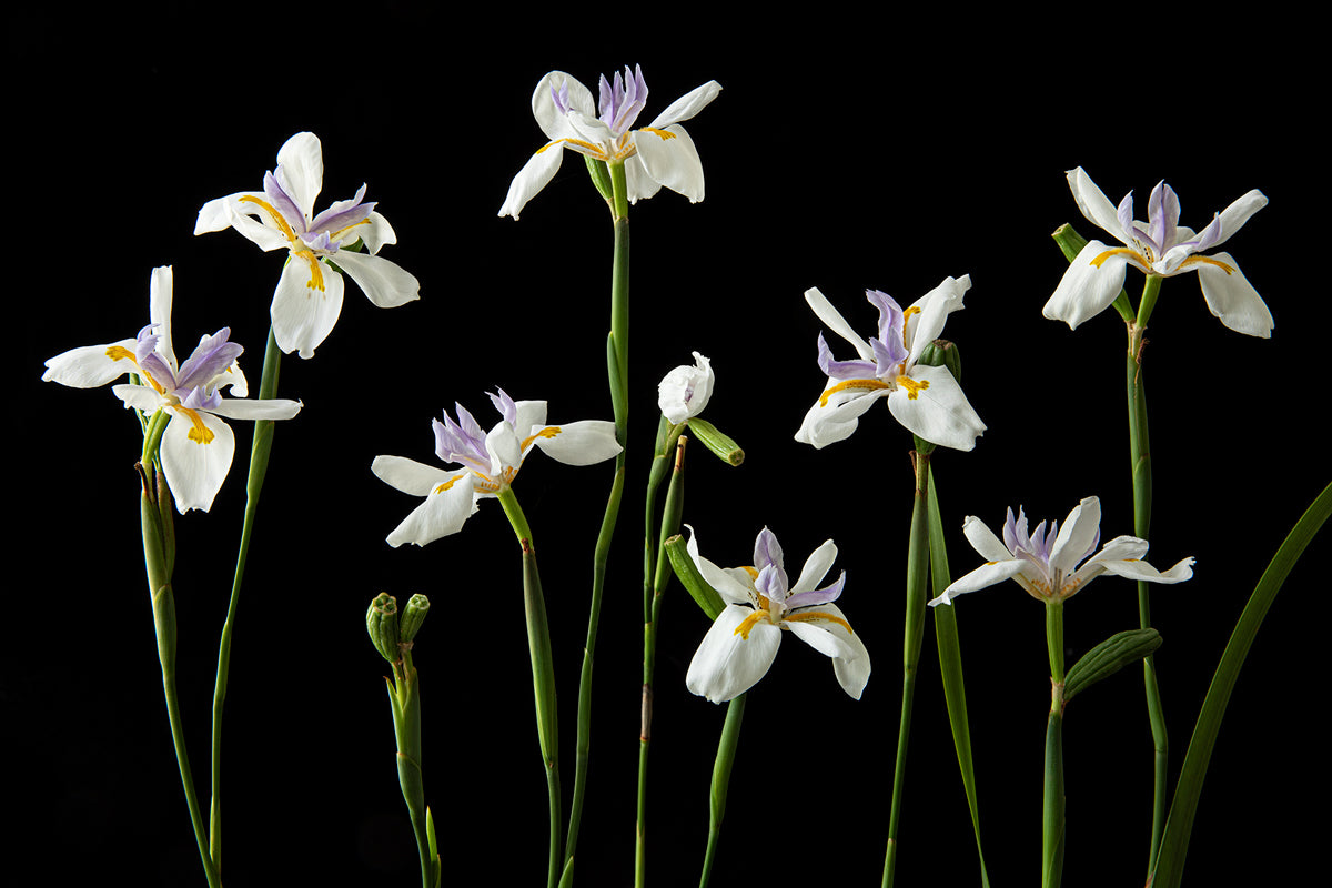 Butterfly Iris No. 2, 2020  Chia Chong