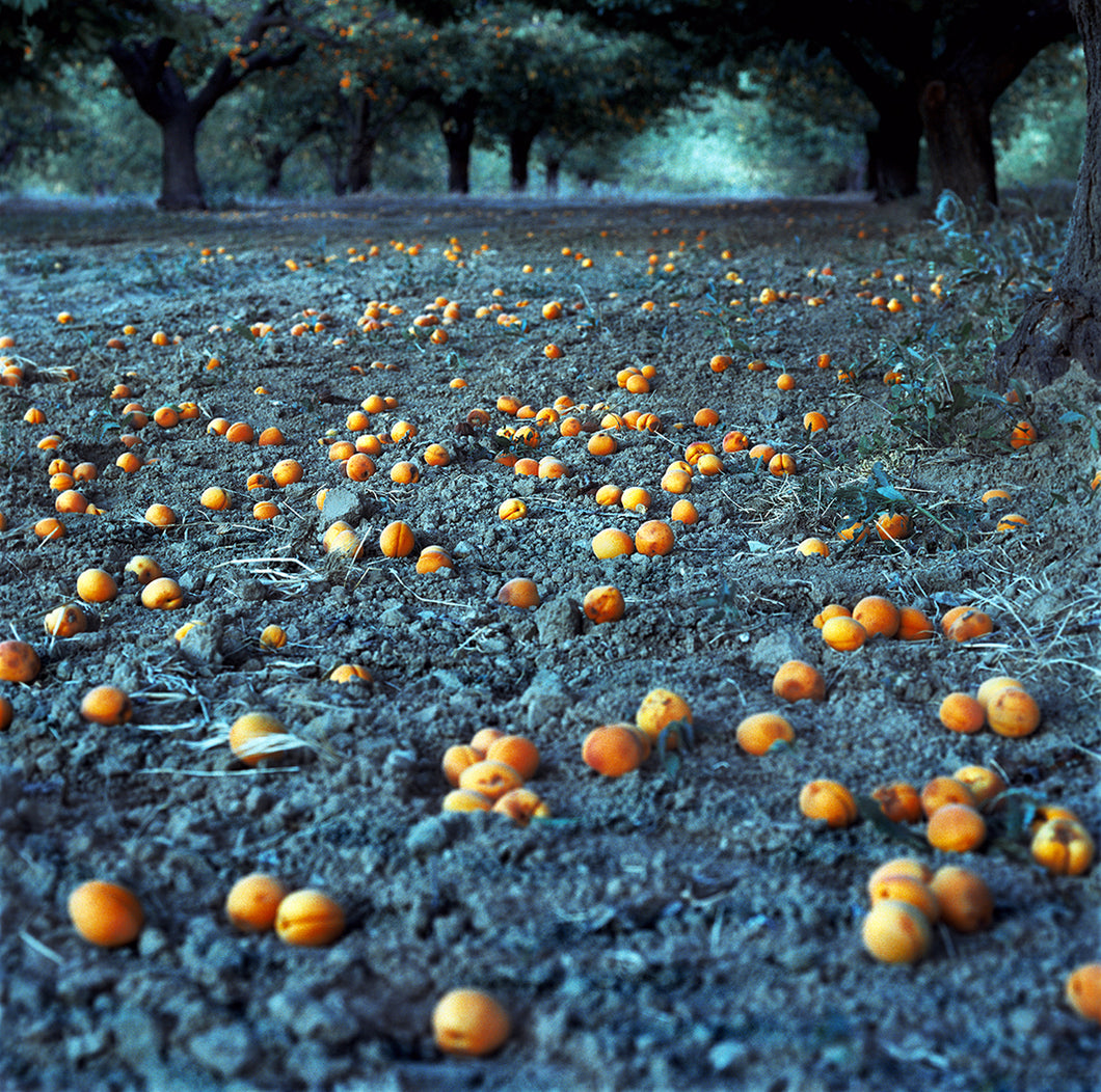 Apricots at Dusk, Provence, France, 2006