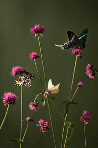 Wild flowers and Butterflies, 2020
