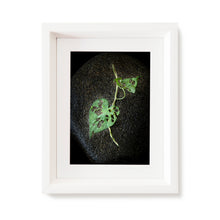 Load image into Gallery viewer, Custom Frame Honeyvine Milkweed No. 1, 2020

