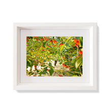 Load image into Gallery viewer, Custom Frame Cherry Harvest, Provence, France, 2016
