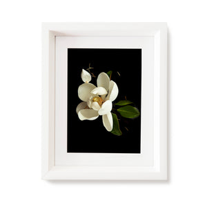 Custom Frame Magnolia No. 2, 2020