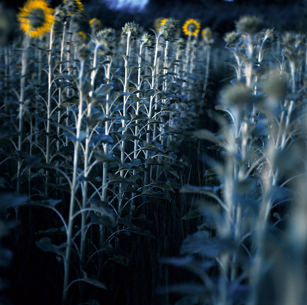 Sunflowers under the Moonlight, Provence, France, 2006